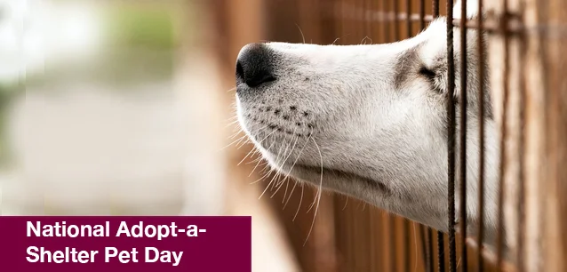 No image found National_Adopt-a-Shelter Pet_DayE.webp